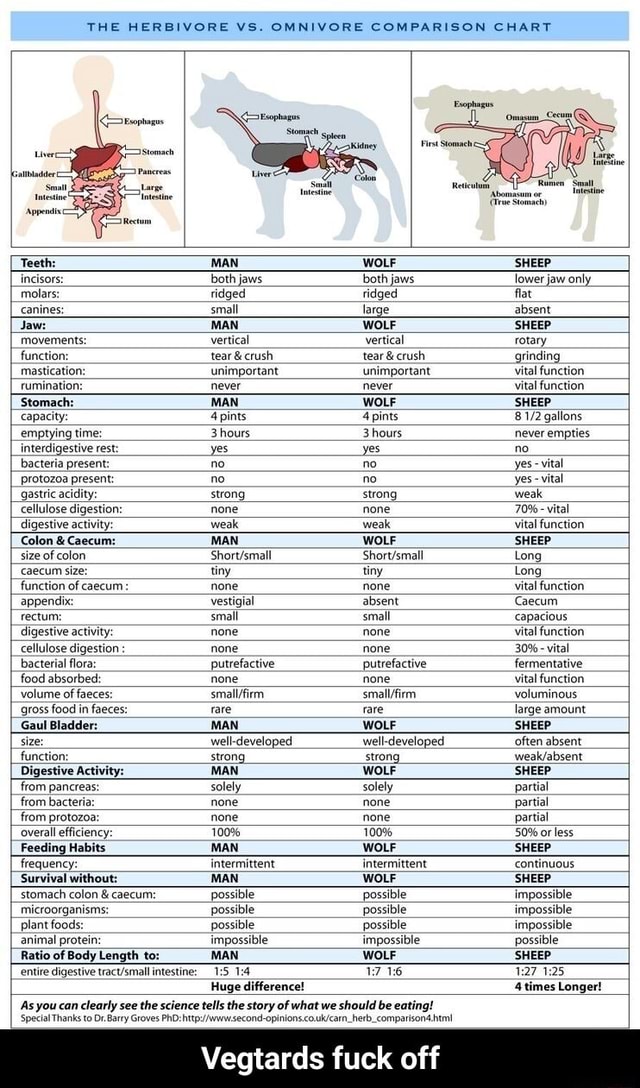 THE HERBIVORE VS. OMNIVORE COMPARISON CHART Abonasam Res Stomach) Teeth