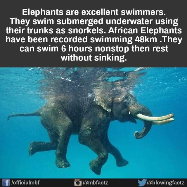 Elephants are excellent swimmers. They swim submerged underwater using