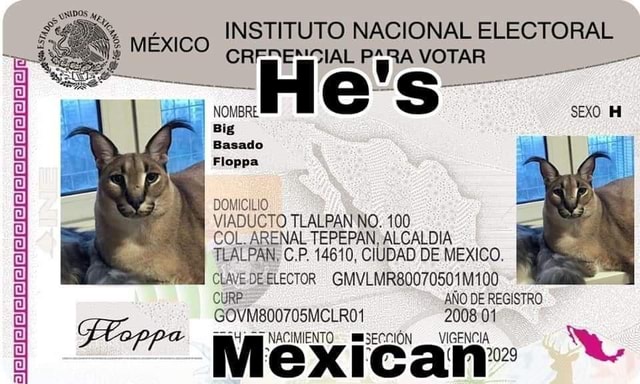 Big floppa -  México