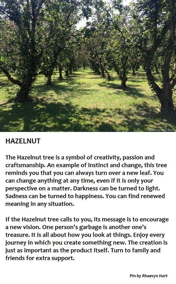 HAZELNUT The Hazelnut tree is a symbol of creativity, passion and