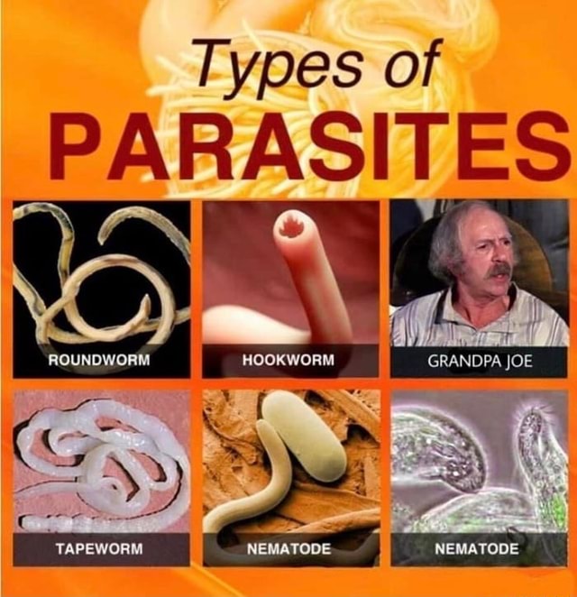 Types of PARASITES WORM HOOKWORKD GRANDPA JOE - iFunny