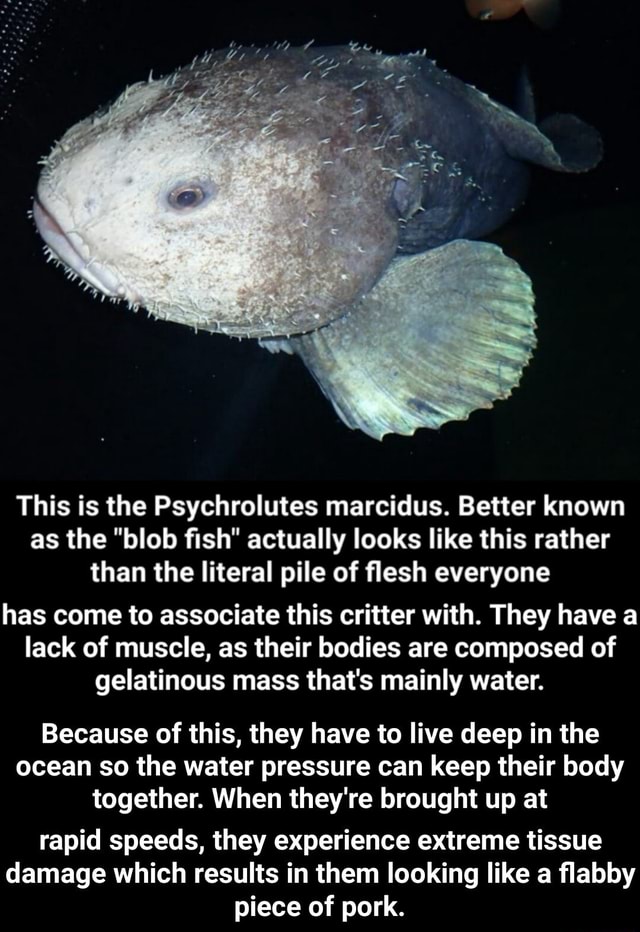 The Blobfish's blob-like appearance is the result of decompression damage.  : r/Damnthatsinteresting