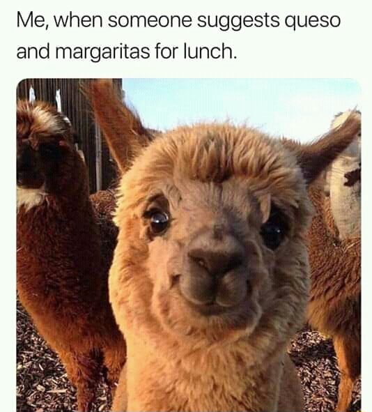 Me, when someone suggests queso and margaritas for lunch. - iFunny