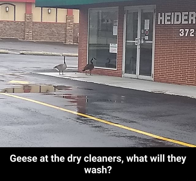 Geese at the dry cleaners, what will they wash? Geese at the dry