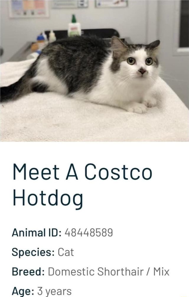 Meet A Costco Hotdog Animal ID 48448589 Species Cat Breed Domestic Shorthair / Mix Age 3