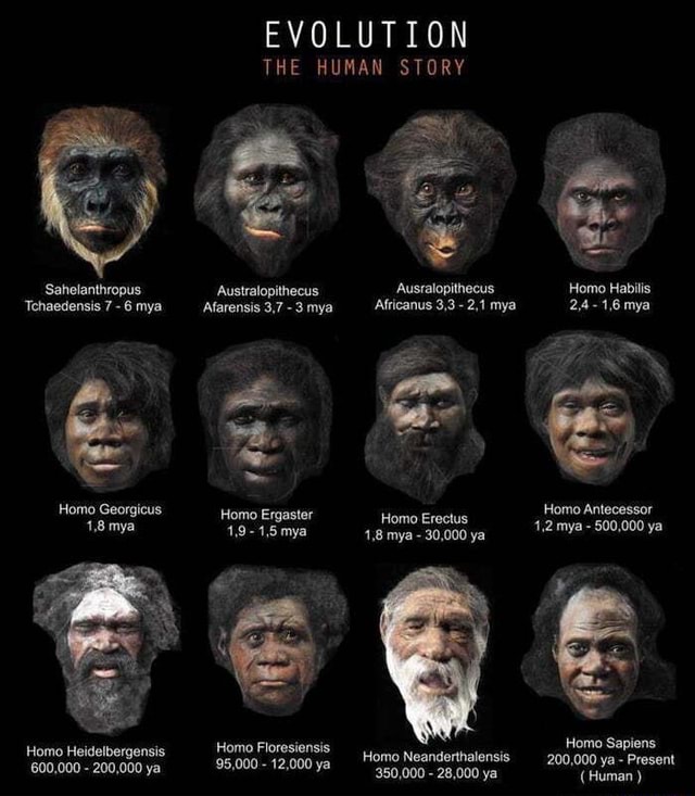 EVOLUTION THE HUMAN STORY Sahelanthropus Australopithecus ...