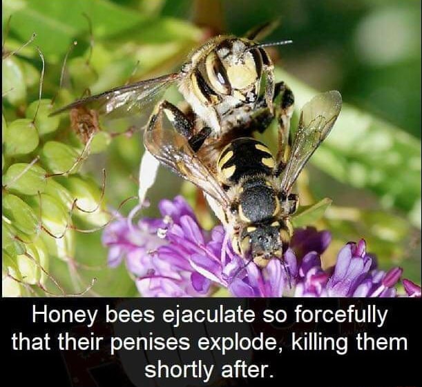 Honey bees ejaculate so forcefully that their penises explode, killing ...