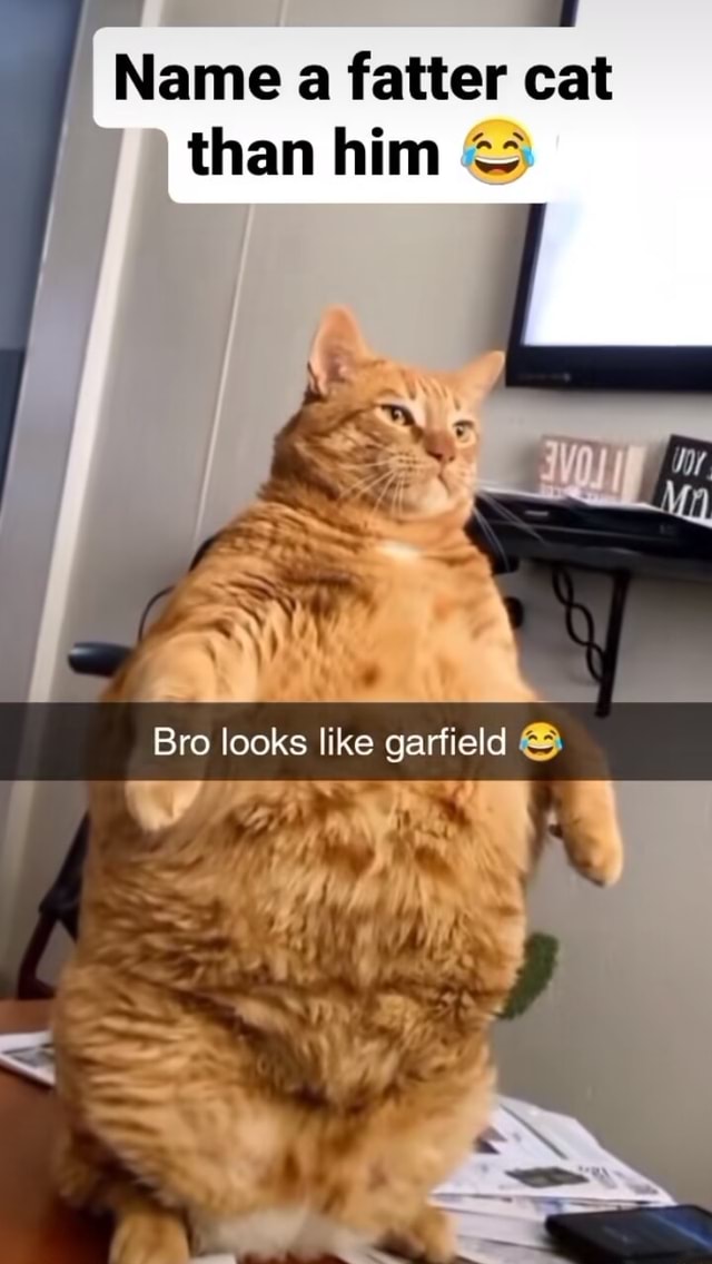 Name fatter cat than him Bro looks like garfield iFunny