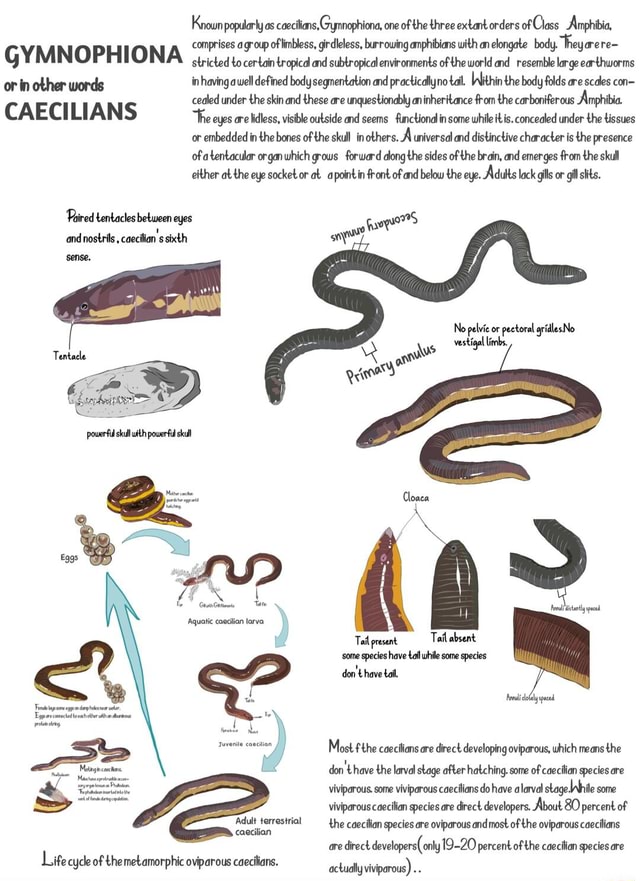 Caecilians are limbless amphibians. They are subterranean creatures. - )