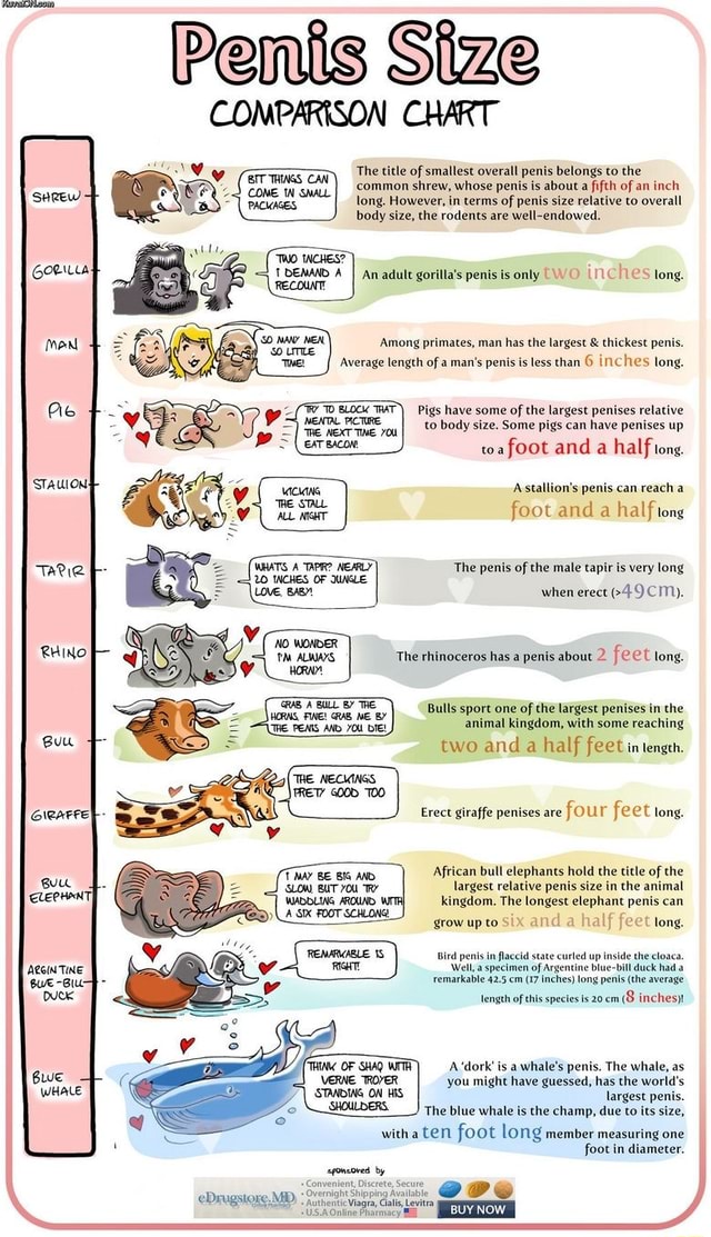 Penis Size COMPARISON CHART The Title Of Smallest Overall Penis Belongs Penis Size COMPARISON CHART The Title Of Smallest Overall Penis Belongs