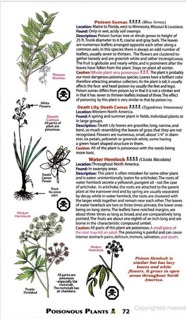 Poison Sumac 2222 (Rbus Vernix) Location Maine to Florida, west to