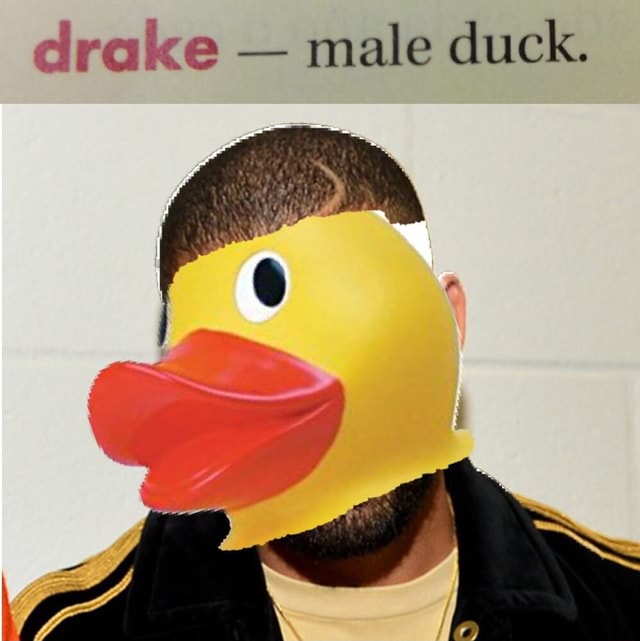 Drake -- male duck. - iFunny