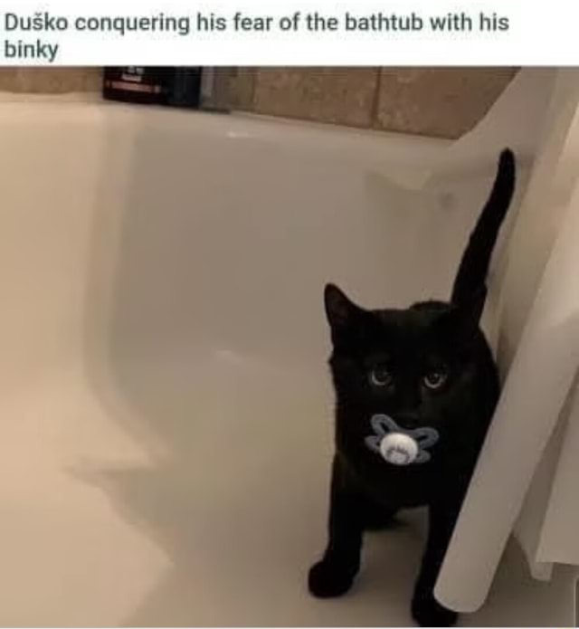 Dusko conquering his fear of the bathtub with his binky iFunny