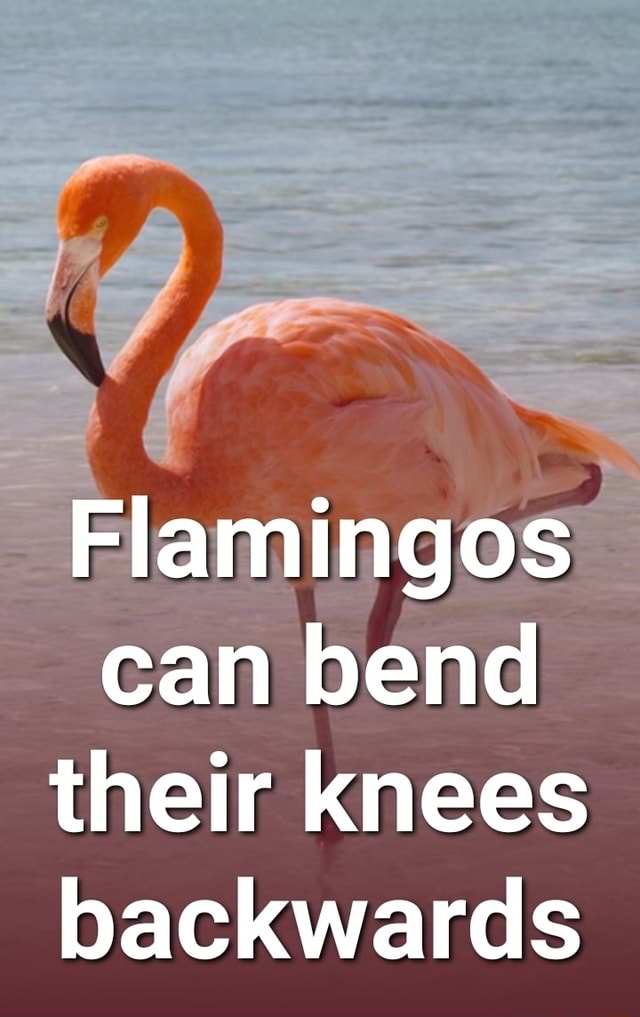 Can bend their knees backwards iFunny