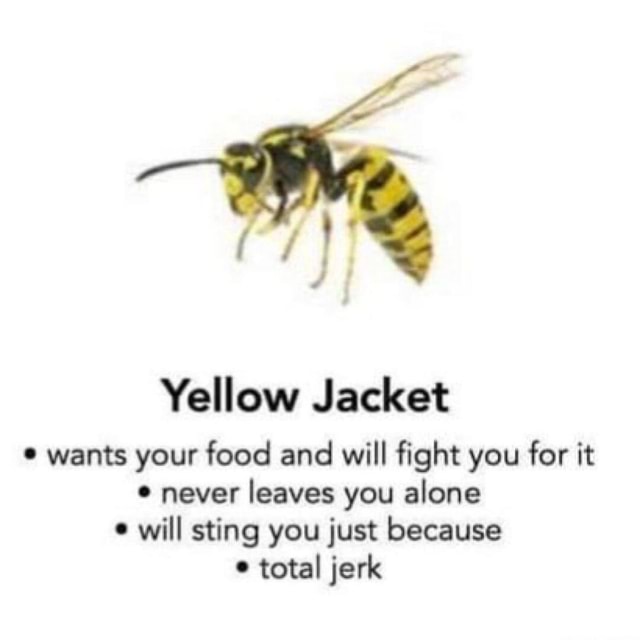 A comprehensive guide to yellow stripey things Yellow Jacket wants