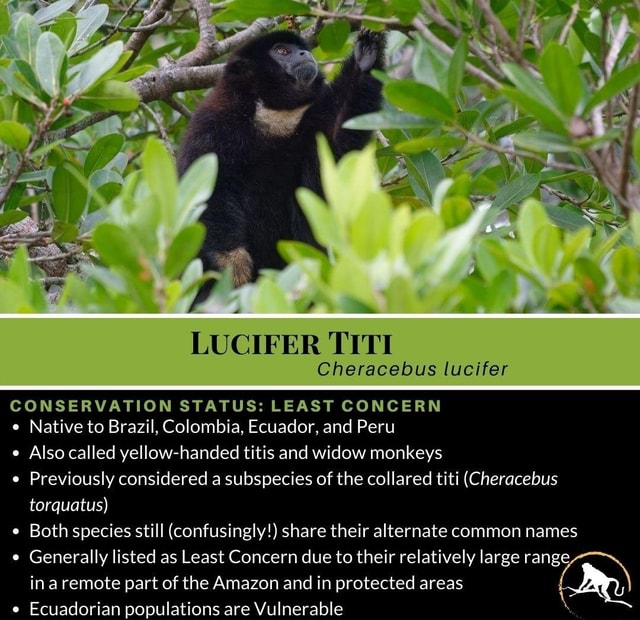 LUCIFER TI Cheracebus lucifer CONSERVATION STATUS: LEAST CONCERN e ...