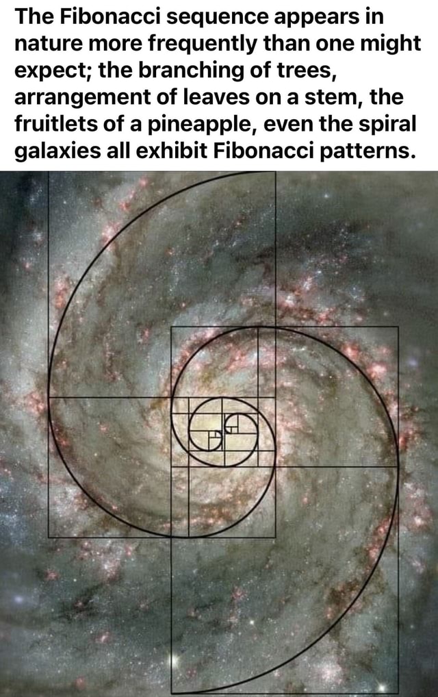 The Fibonacci sequence appears in nature more frequently than one might ...