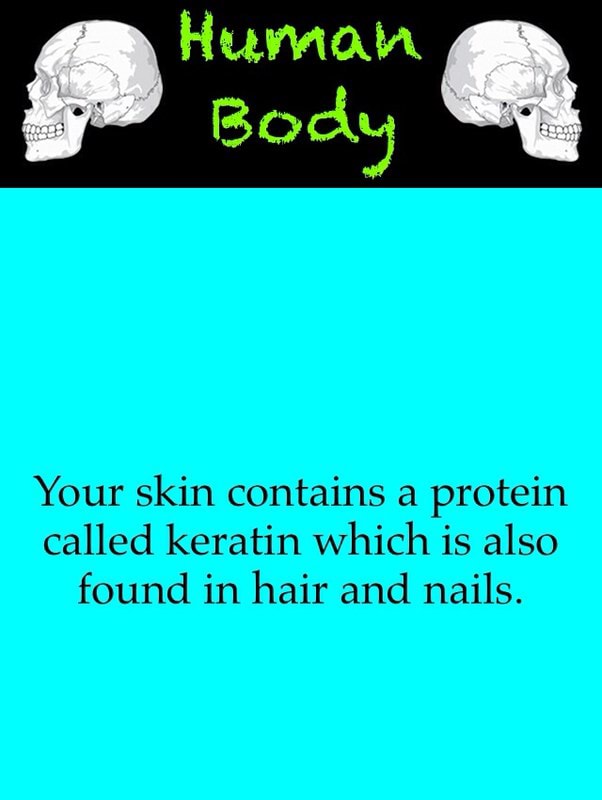 Your skin contains a protein called keratin which is also found in hair
