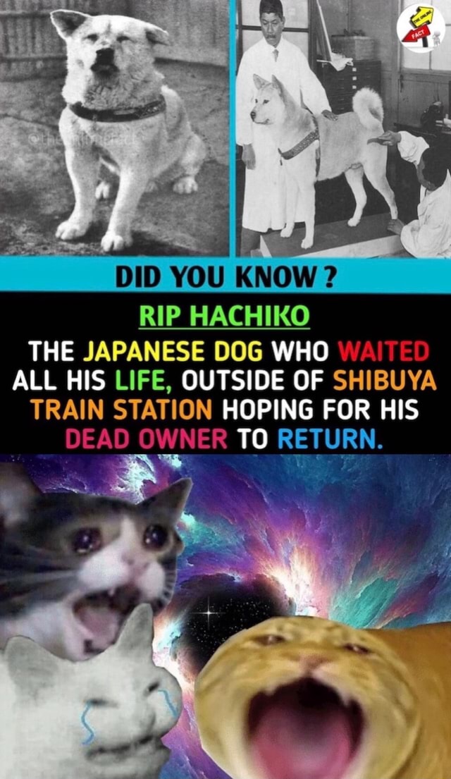DID YOU KNOW? RIP HACHIKO THE JAPANESE DOG WHO ALL HIS LIFE, OUTSIDE OF