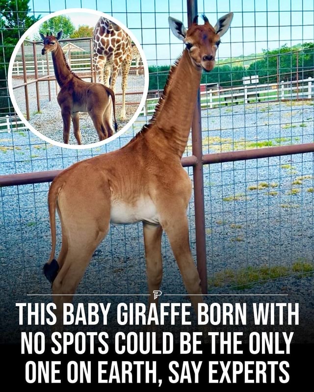 A baby giraffe was born with no spots at Brights Zoo in Tennessee on 31