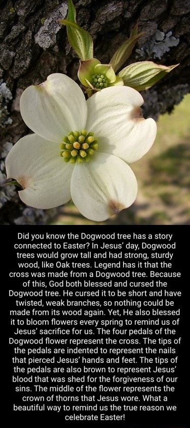 Did you know the Dogwood tree has a story connected to Easter? In Jesus ...