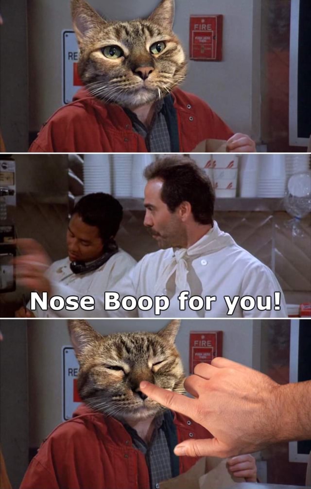 Nose Boop For You Ifunny