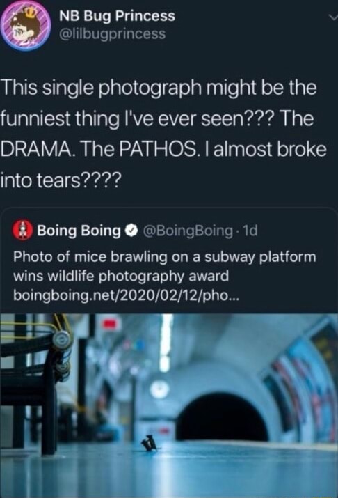 Bug Princess bugpr ncess This single photograph might be the funniest ...