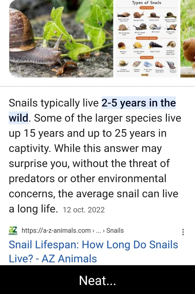 Types of Snails Snails typically live 25 years in the wild. Some of