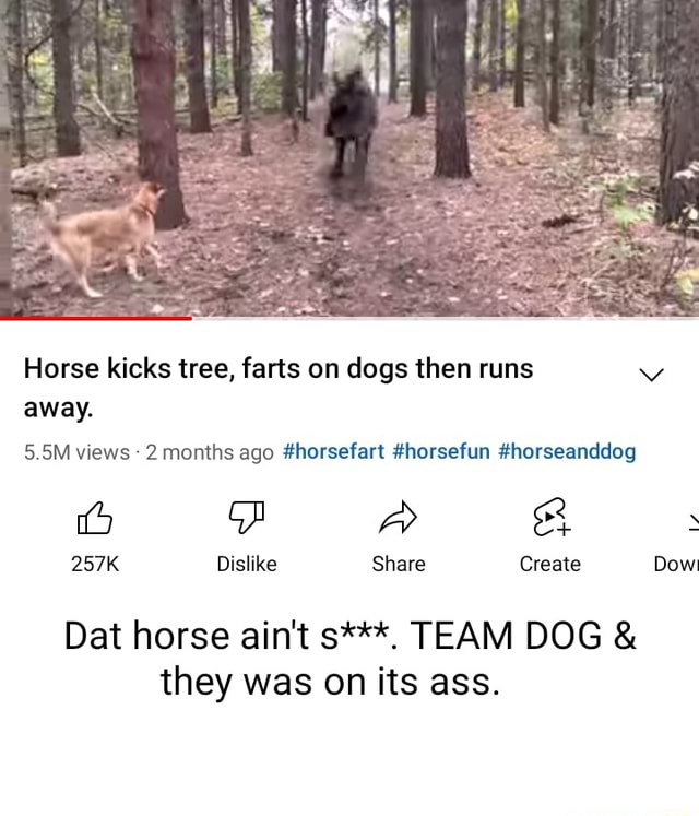 Horse kicks tree, farts on dogs then runs away. 5.5M views 2 months ago