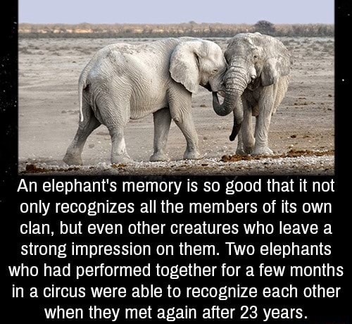 Elephant Memory