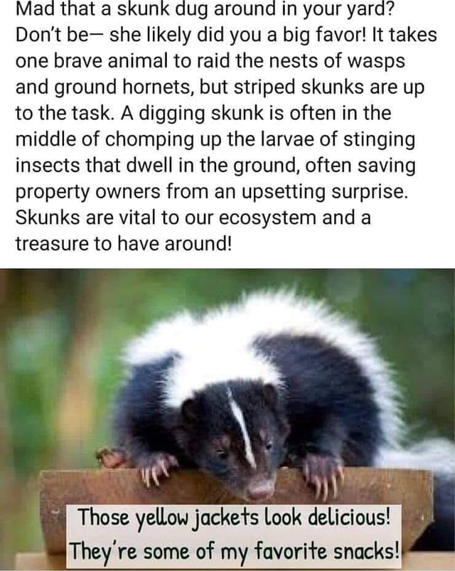 Mad that a skunk dug around in your yard? Don't be- she likely did you