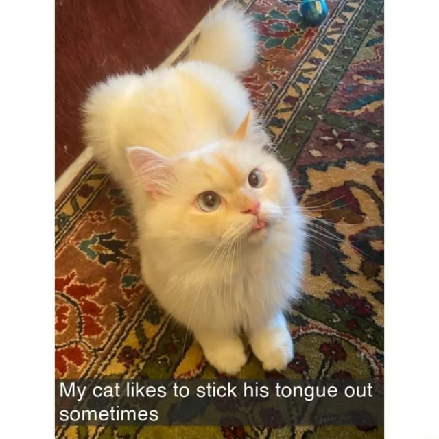 My cat likes to stick his tongue out sometimes iFunny