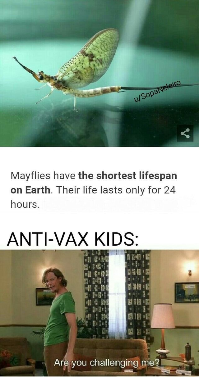 Mayflies have the shortest lifespan on Earth. Their life lasts only for 24  hours. ANTI-VAX KIHDHS Are you challenging megª I?! 