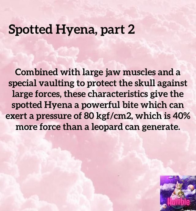 Spotted Hyena, part 2 Combined with large jaw muscles and a special