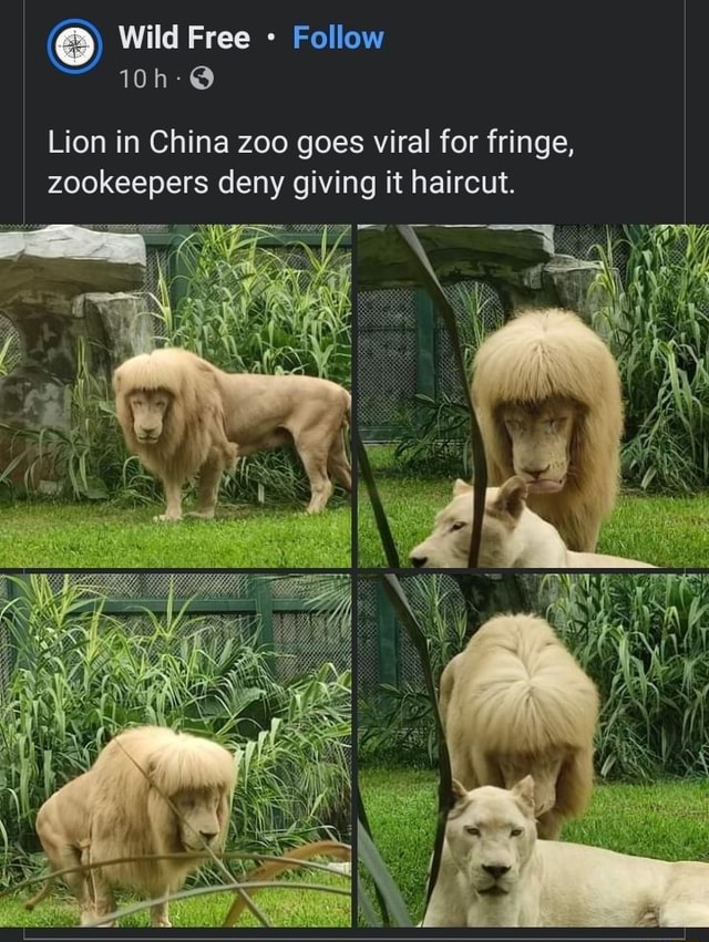Wild Free Follow Lion in China zoo goes viral for fringe, zookeepers