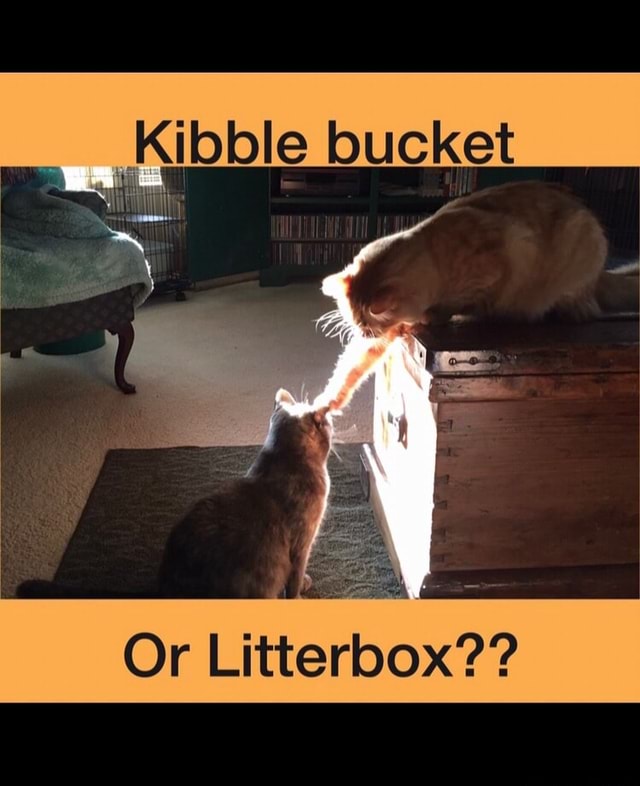 Kibble bucket Or Litterbox?? America’s best pics and videos