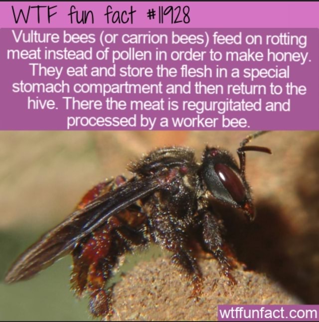 WTF fun fact Vulture bees (or carrion bees) feed on rotting meat