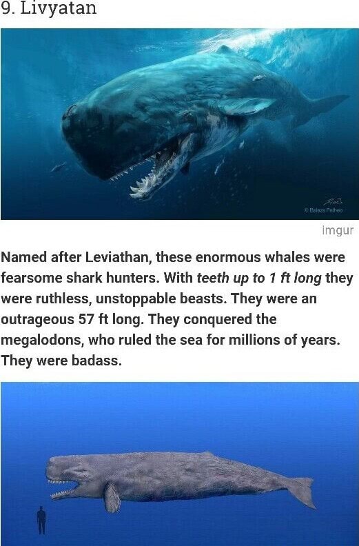 9. Livyatan imgur Named after Leviathan, these enormous whales were ...