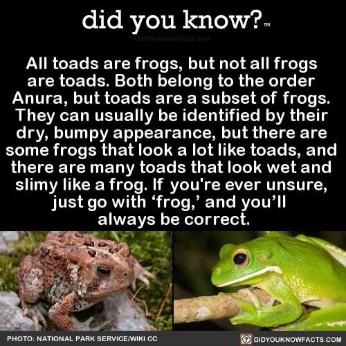 Did you know?m All toads are frogs, but not all frogs are toads. Both