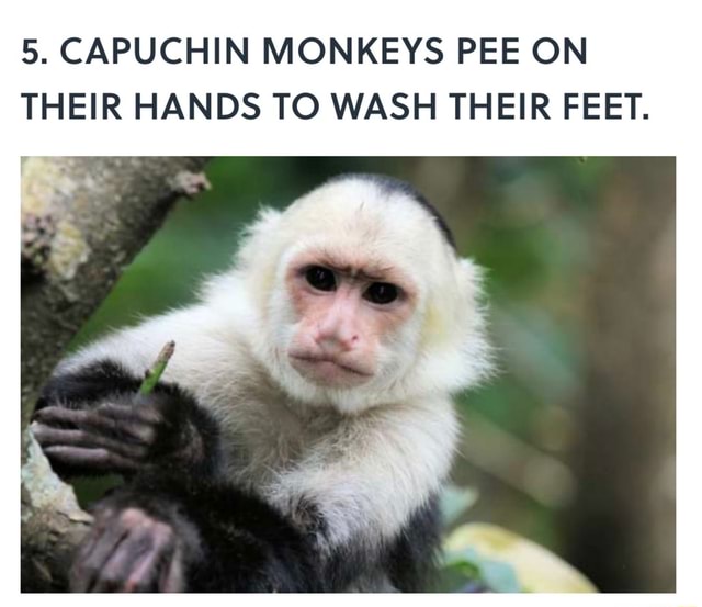 5. CAPUCHIN MONKEYS PEE ON THEIR HANDS TO WASH THEIR FEET. - iFunny