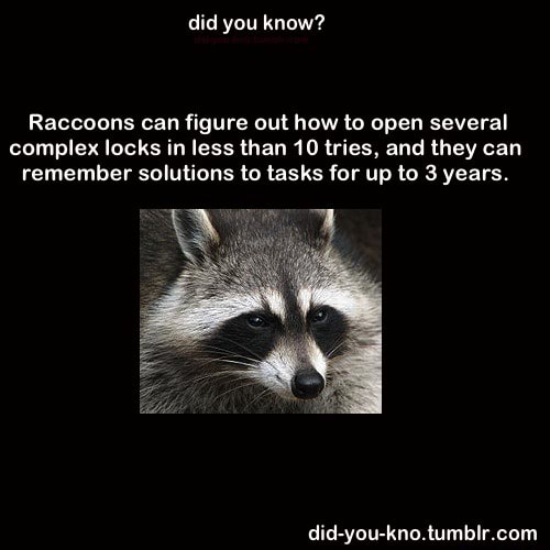 Raccoons can figure out how to open several complex locks in less than