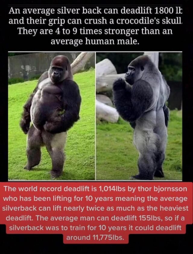 An Average Silver Back Can Deadlift 1800 Lk And Their Grip Can Crush A Crocodile S Skull They Are 4 To 9 Times Stronger Than An Average Human Male The World Record Deadiift