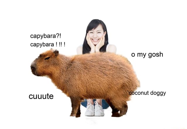 Capybara meme hd - )