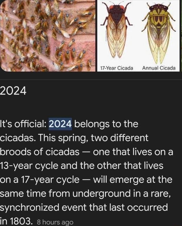 17Year Cicada Annual Cicada 2024 It's official 2024 belongs to the