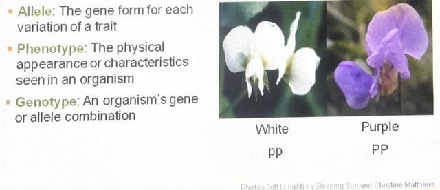 allele-the-gene-form-for-each-variation-of-a-trait-phenotype-the