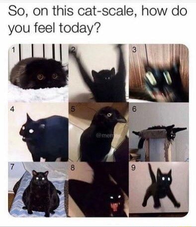 So, on this cat scale, how do you feel today ? - iFunny