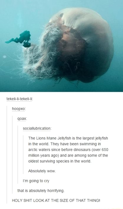 The Lions Mane Jellyfish is the largest jellyfish In the world. They ...