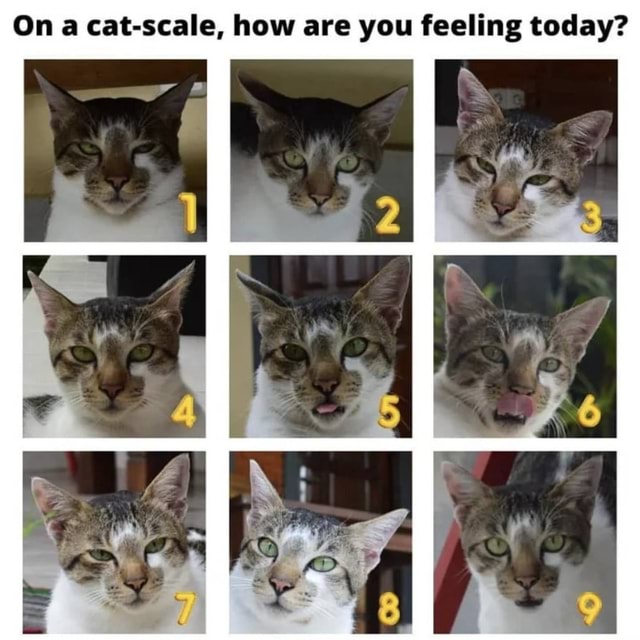 how do you feel today cat scale sticker – DARFISH