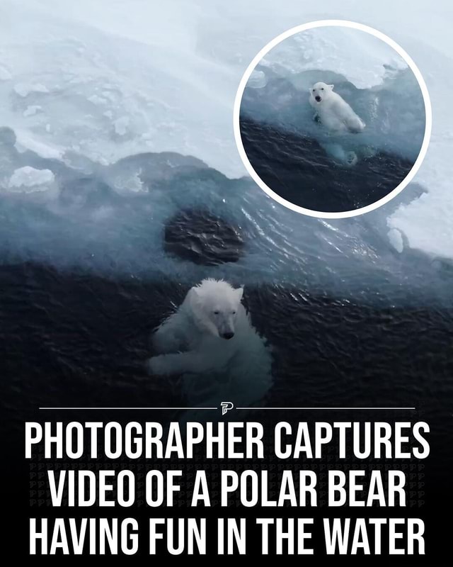 Swipe Even polar bears have a playful side Via ...