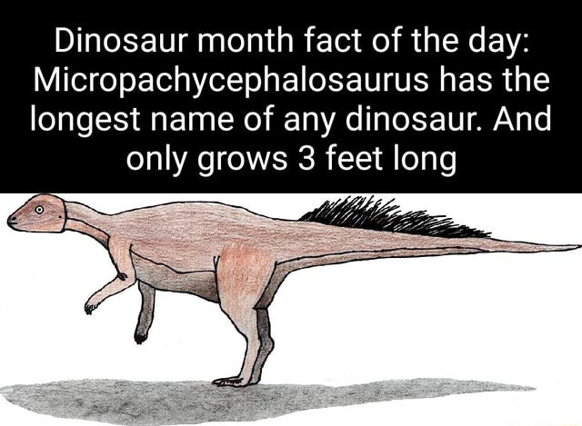 Dinosaur month fact of the day: Micropachycephalosaurus has the longest